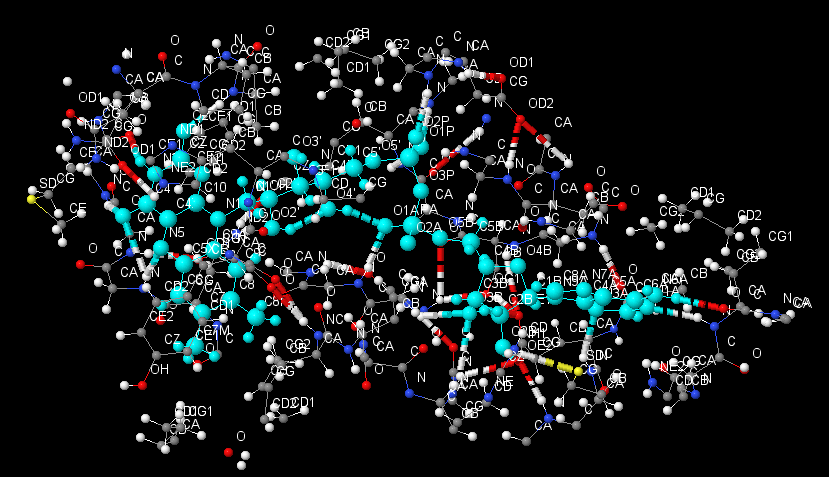 ligand's hbonds